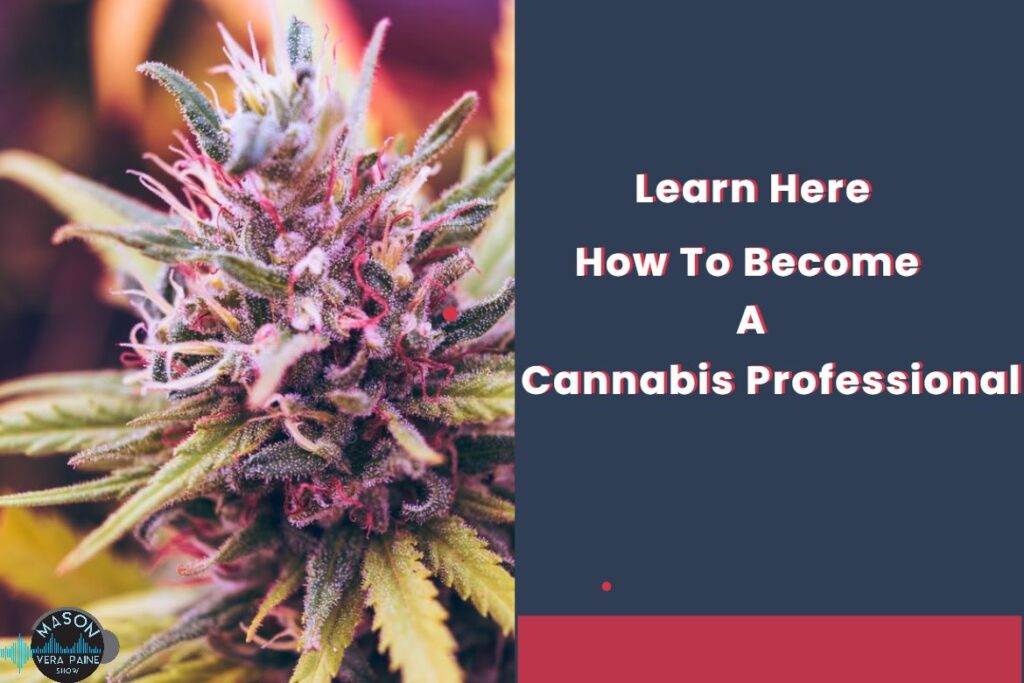 Marijuana, CBD, Cannabis Control, Mason Vera Paine, Millennial, Hemp, Graduate Certificate, Cannabis, Excelsior College